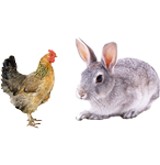 適合鴿子、禽類