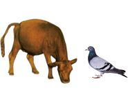 適合鳥類、幼崽